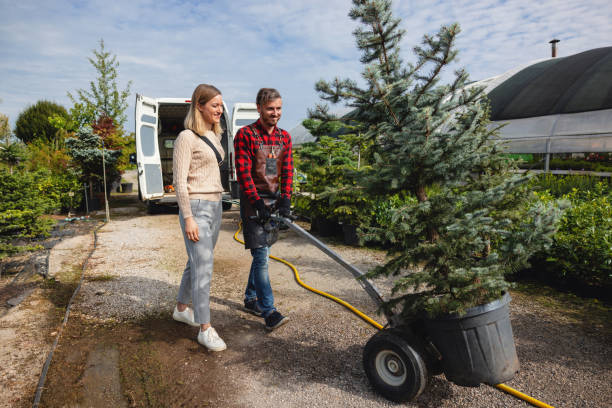 The Steps Involved in Our Tree Care Process in Keowee Key, SC